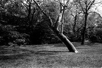 Sycamore Tree