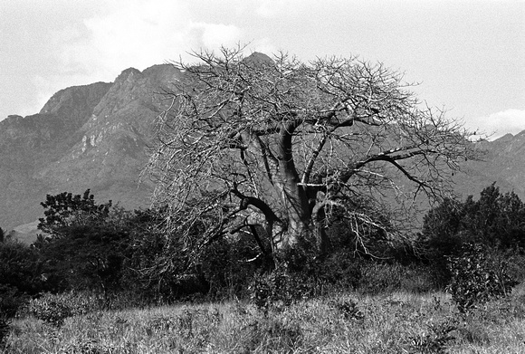 Old Baobab