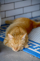 Ginger