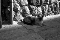 Gatto Grigio