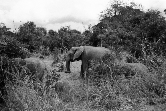 Elephants in the Morning (Monochrome)