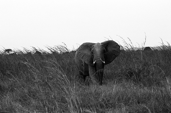 Elephant in Early Morning