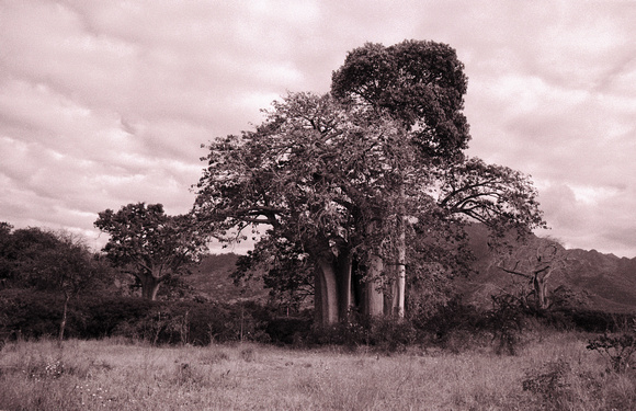 Slave Tree (Selenium)