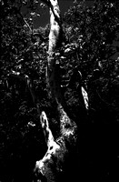 Sycamore